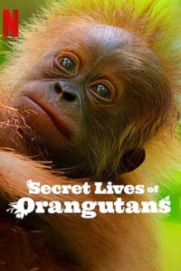 Download Secret Lives of Orangutans (2024) Dual Audio (Hindi-English) Msubs Web-Dl 480p [260MB] || 720p [715MB] || 1080p [1.7GB]